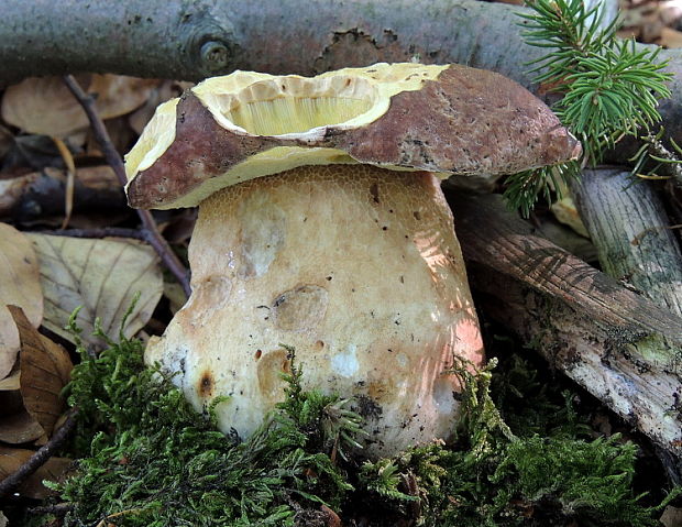 hríb sosnový Boletus pinophilus Pil. et Dermek in Pil.