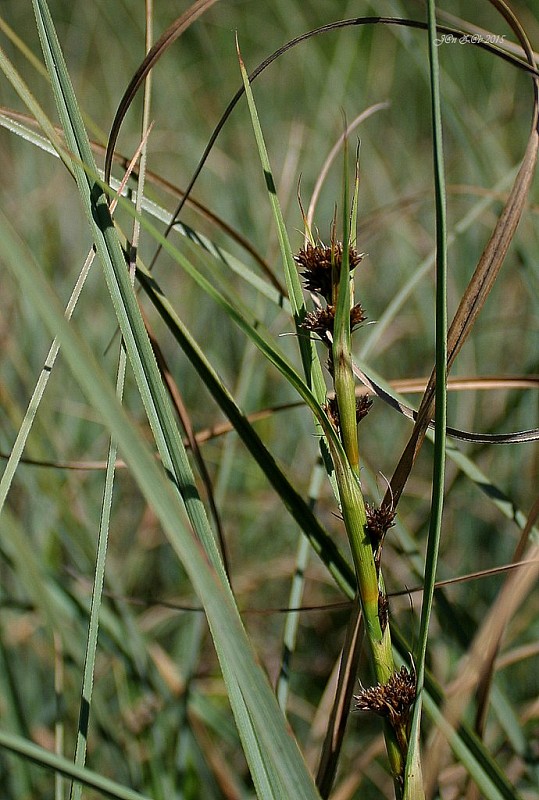 marica pílkatá Cladium mariscus (L.) Pohl