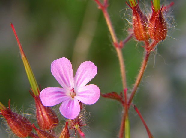 pakost smradľavý Geranium robertianum L.