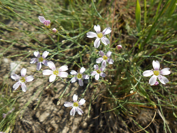 gypsomilka múrová Gypsophila muralis