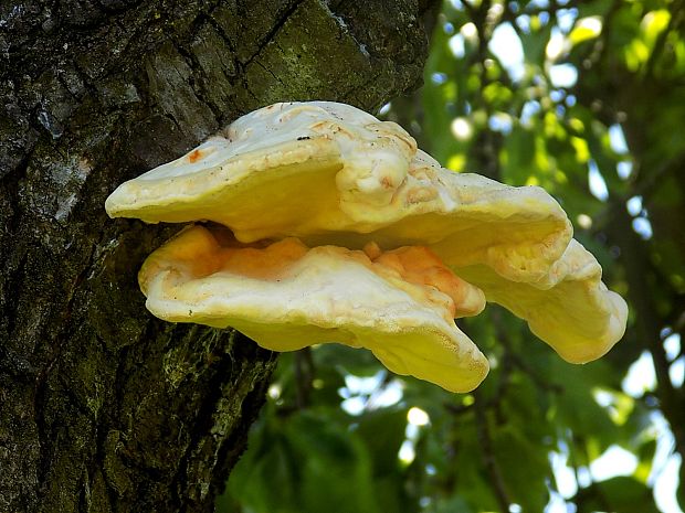 sírovec obyčajný Laetiporus sulphureus (Bull.) Murrill