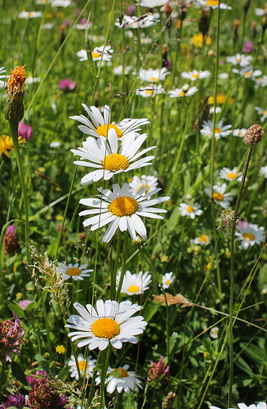 margaréta biela Leucanthemum vulgare Lam.