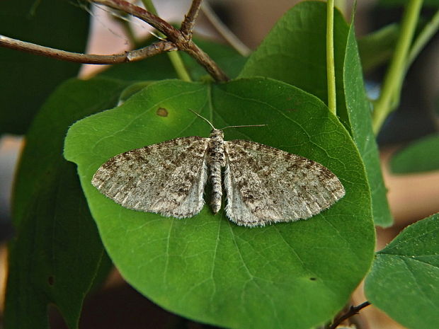 piadivka topoľová Lobophora halterata  Hufnagel, 1767