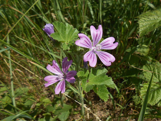 slez lesný Malva sylvestris L.