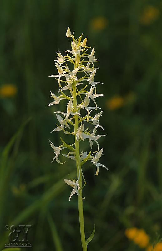 vemenník dvojlistý Platanthera bifolia (L.) Rich.