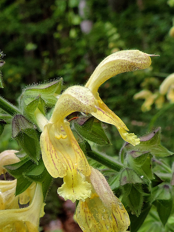 šalvia lepkavá Salvia glutinosa L.