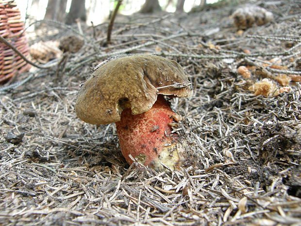 hríb zrnitohlúbikový Sutorius luridiformis (Rostk.) G. Wu & Zhu L. Yang