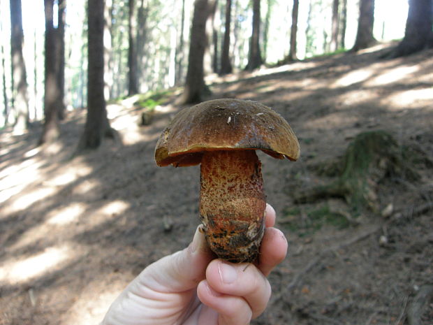 hríb zrnitohlúbikový Sutorius luridiformis (Rostk.) G. Wu & Zhu L. Yang