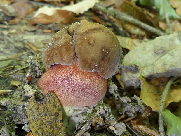 hríb zrnitohlúbikový Sutorius luridiformis (Rostk.) G. Wu & Zhu L. Yang