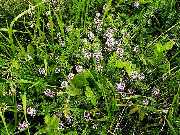 dúška Thymus sp.