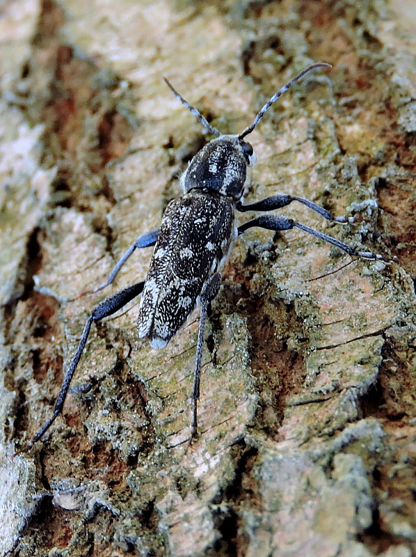 fúzač pestrý  Xylotrechus rusticus