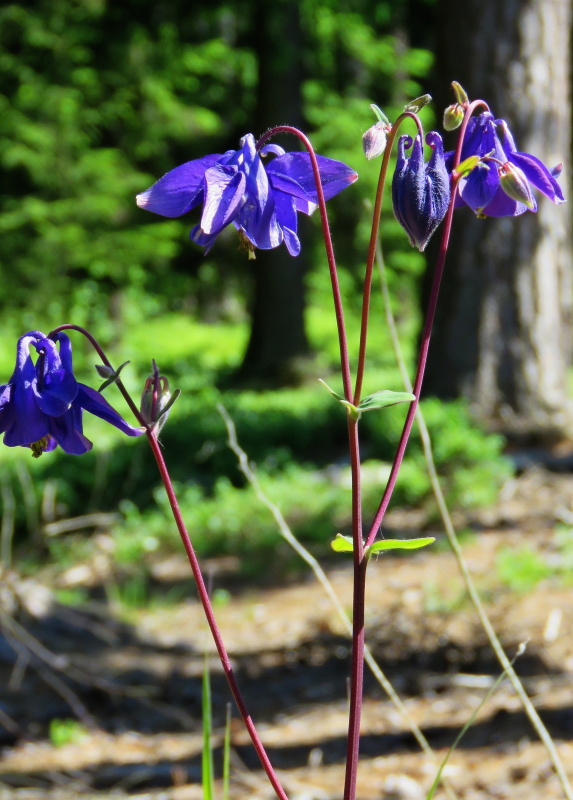 orlíček obyčajný Aquilegia vulgaris L.