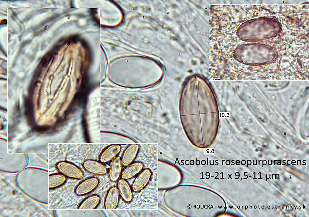 askobol ružovočervenkastý Ascobolus roseopurpurascens Rehm