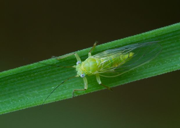 . Baeopelma cf. foersteri