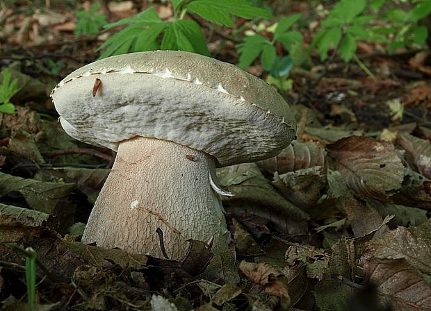 hríb dubový Boletus reticulatus Schaeff.