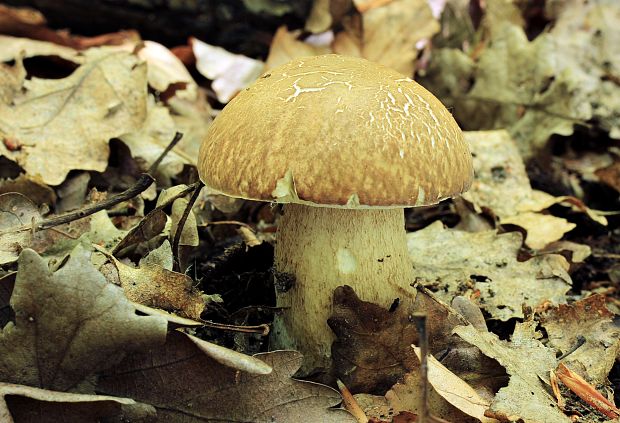 hríb dubový Boletus reticulatus Schaeff.