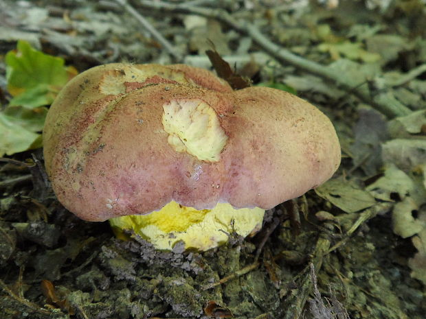 hríb kráľovský Butyriboletus regius (Krombh.) D. Arora & J.L. Frank