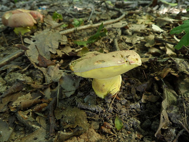 hríb kráľovský Butyriboletus regius (Krombh.) D. Arora & J.L. Frank