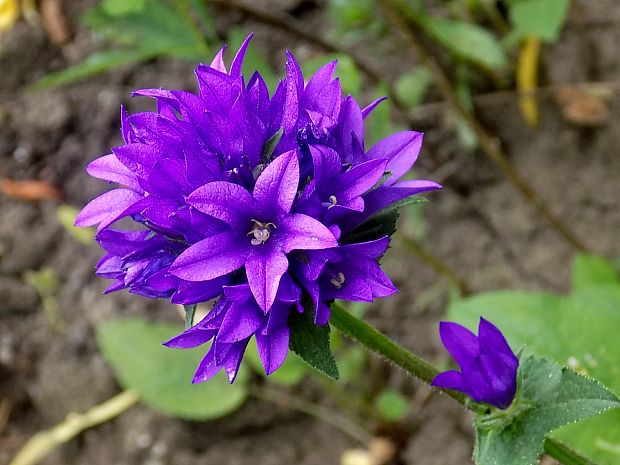 zvonček klbkatý Campanula glomerata agg. L.