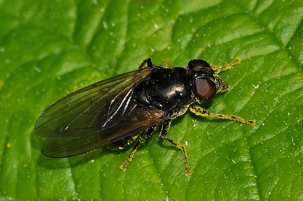 pestrica Cheilosia sp.