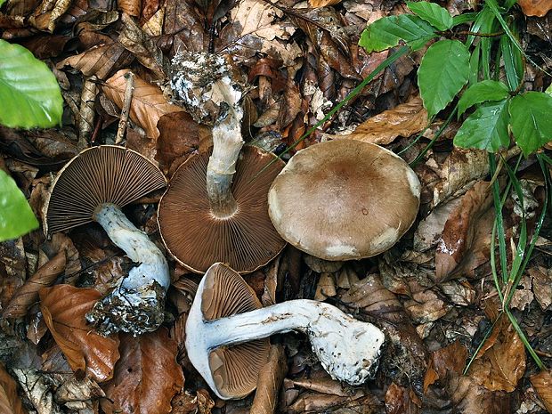 pavučinovec tenkovýtrusný Cortinarius cremeolaniger P.D. Orton