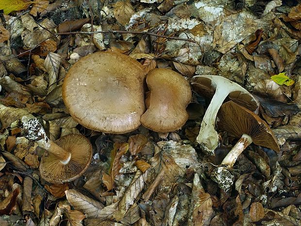 pavučinovec hrdzavý Cortinarius daulnoyae (Quél.) Sacc.