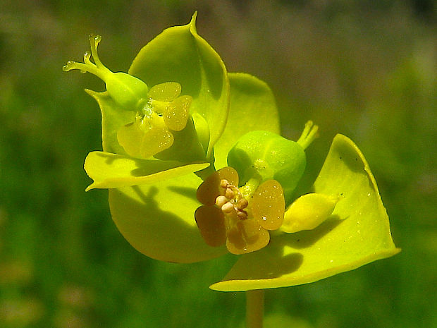 mliečnik seguierov pravý Euphorbia seguieriana Neck.