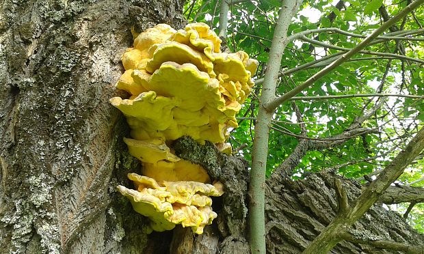 sírovec obyčajný Laetiporus sulphureus (Bull.) Murrill