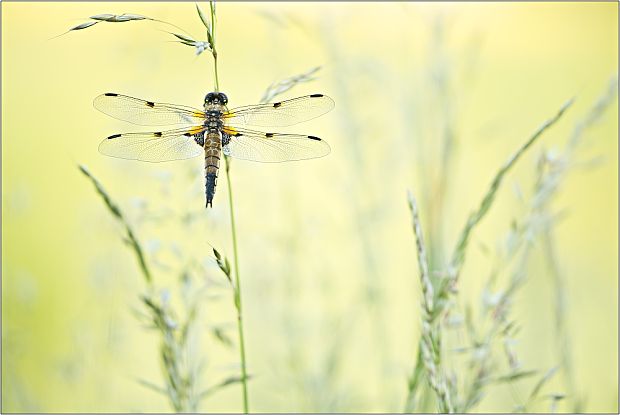 vážka Libellula quadrimaculata