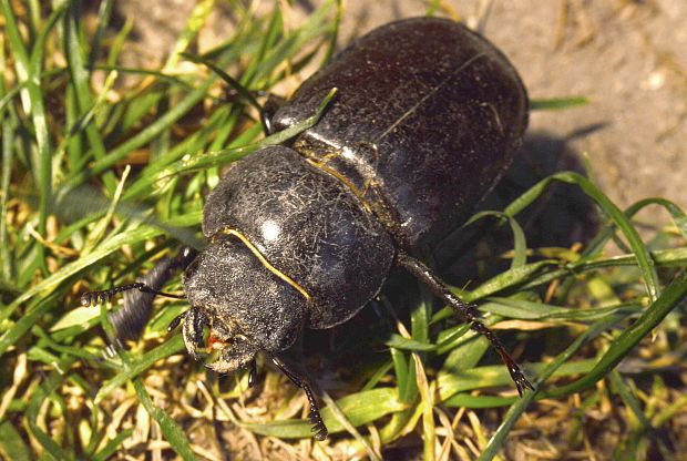 roháč obyčajný Lucanus cervus