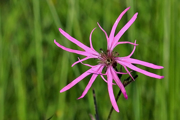 kukučka lúčna Lychnis flos-cuculi L.