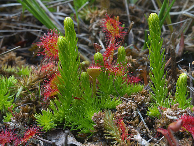 plavúnec zaplavovaný Lycopodiella inundata (L.) Holub