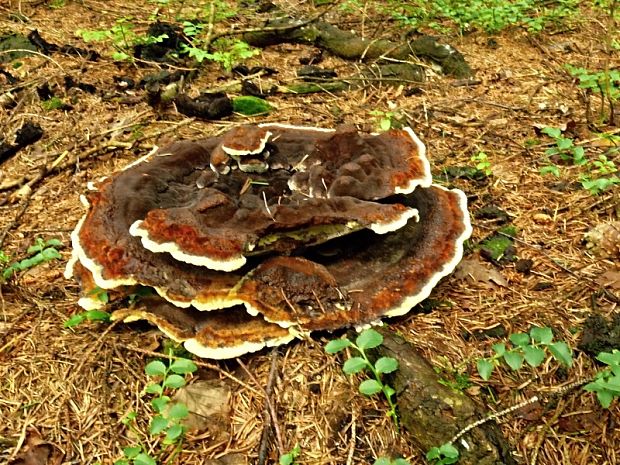 hnedák Schweinitzov Phaeolus schweinitzii (Fr.) Pat.