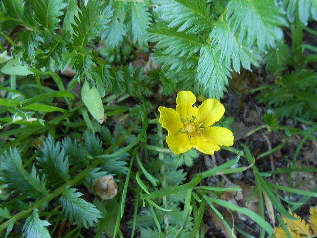 nátržník husí Potentilla anserina L.