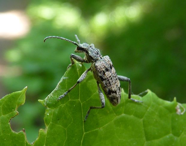 fuzáč kôrový/ kousavec korový  Rhagium inquisitor