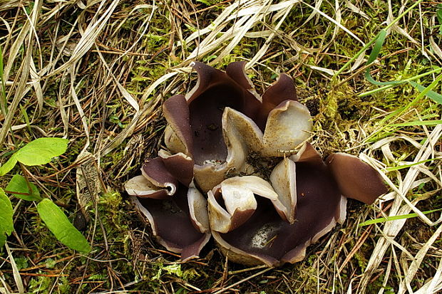 tulipánovka fialová Sarcosphaera coronaria (Jacq.) J. Schröt.