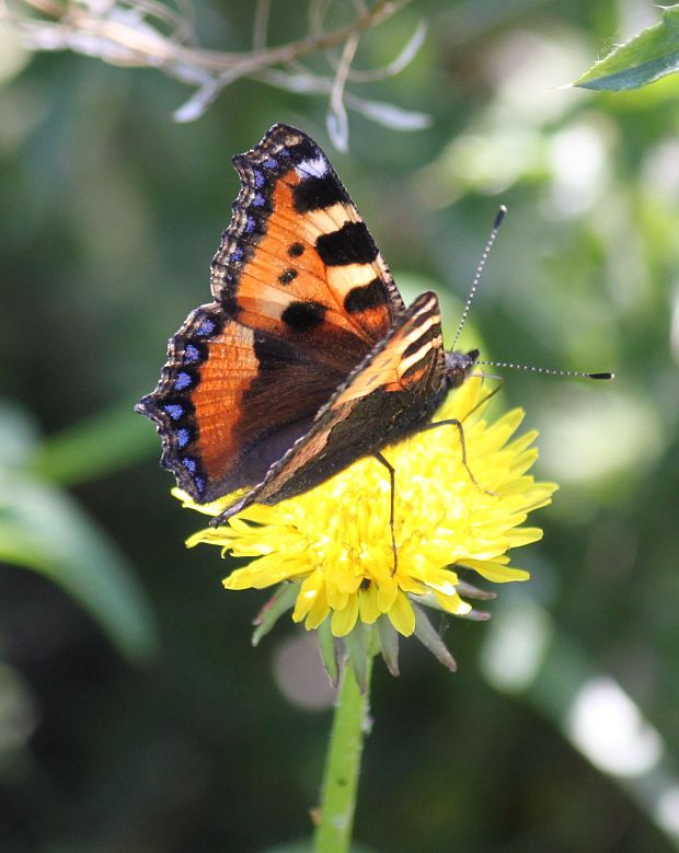 babôčka žihľavová   Aglais urticae