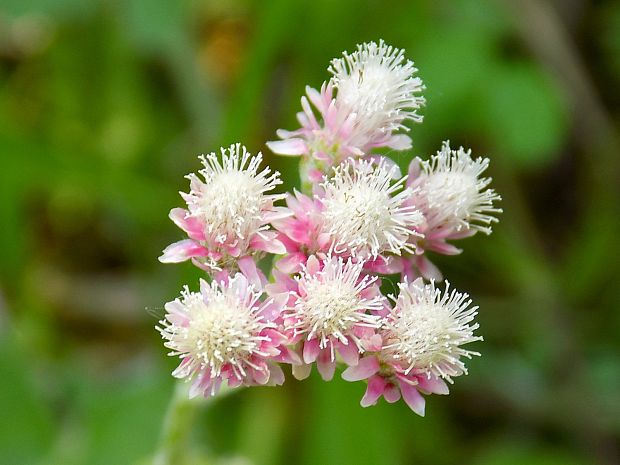 plešivec dvojdomý Antennaria dioica (L.) Gaertn.