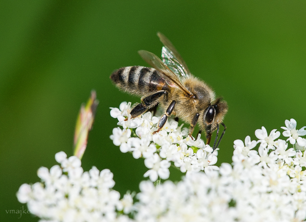 včela medonosná Apis mellifera