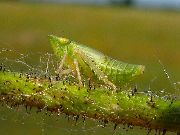 ? Cicadellidae