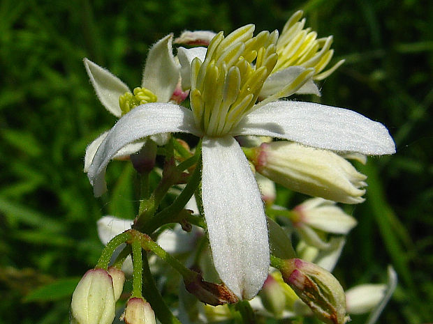 plamienok priamy Clematis recta L.