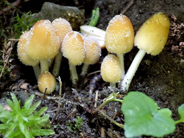 hnojník ligotavý Coprinellus micaceus (Bull.) Vilgalys, Hopple & Jacq. Johnson