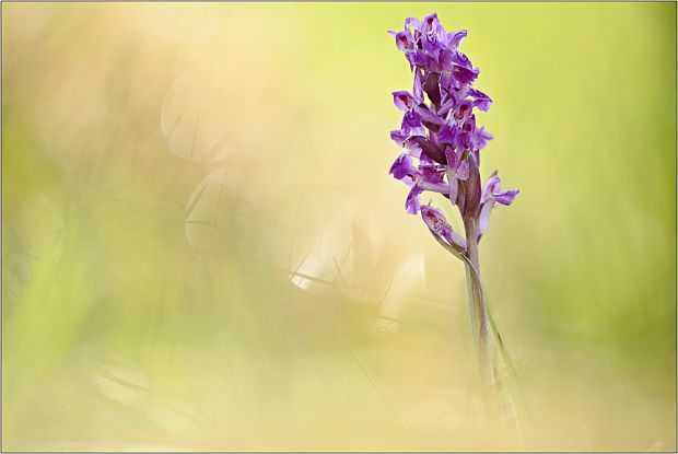 vstavačovec májový pravý Dactylorhiza majalis subsp. majalis (Reincherb.) Hunt & Summerh.