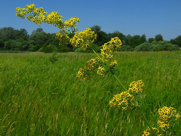 lipkavec wirtgenov Galium wirtgenii F. W. Schultz