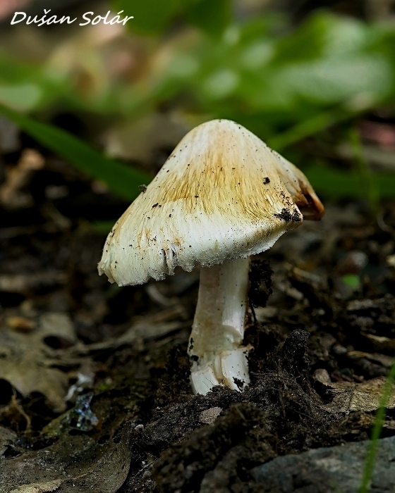 vláknica Patouillardova Inosperma erubescens (A. Blytt) Matheny & Esteve-Rav.