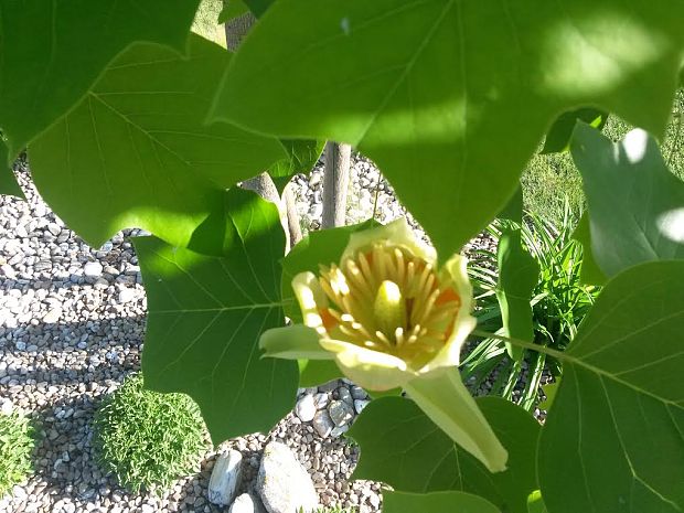 ľaliovník tulipánokvetý Liriodendron tulipifera L.