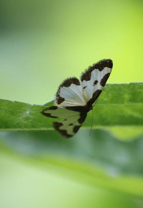 piadivka liesková  Lomaspilis marginata