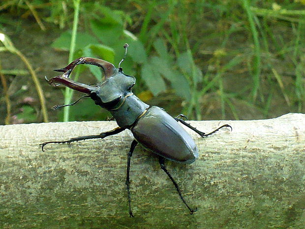 roháč veľký Lucanus cervus