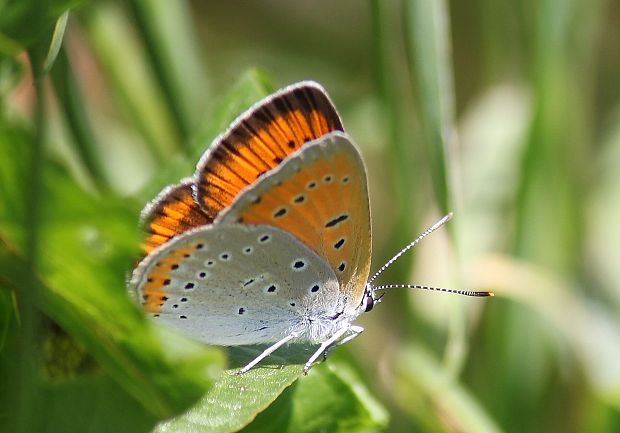 ohniváčik veľký  Lycaena dispar