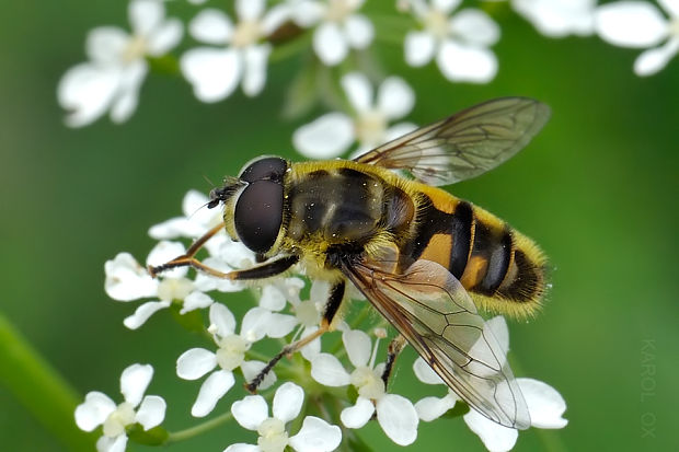 pestrica Myathropa florea  ♂